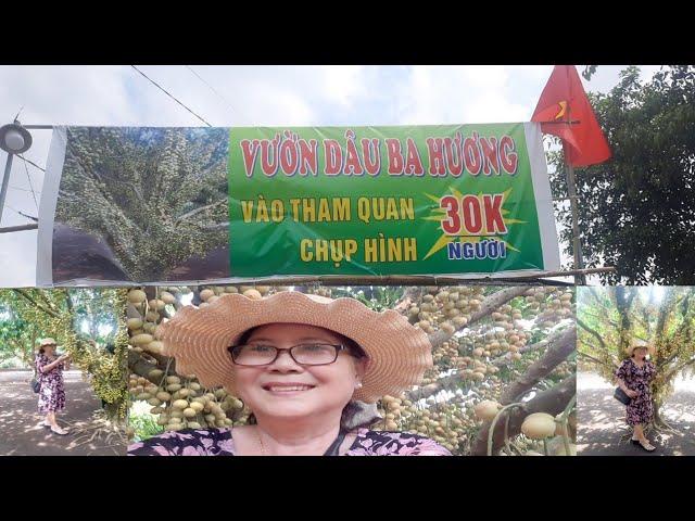 Kỷ Niệm Chơi Lể (30/4)Tham Quan Vườn Dâu Ba Hương Trái khủng Tuyệt đẹp/Bà Phạm Út