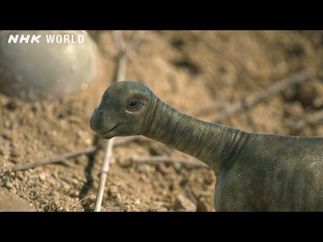 Baby Tambatitanis vs Tyrannosaurus - DINOSAURS