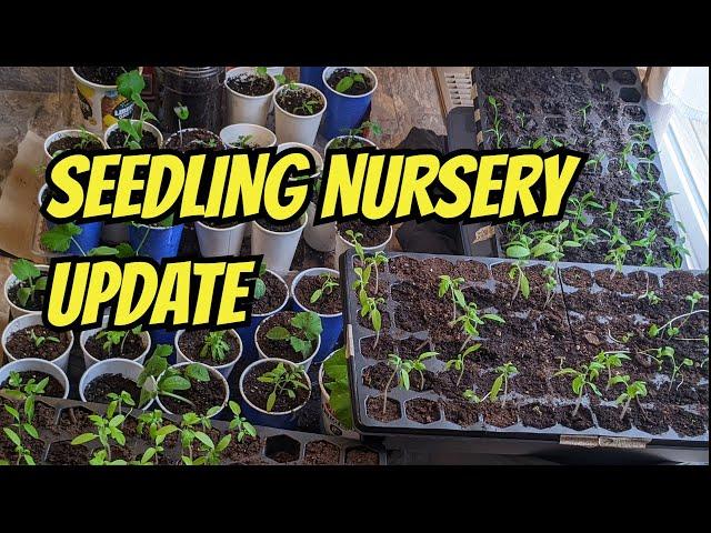 Seedlings Surprise! See What Grew in My Nursery