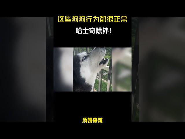 这些狗狗的行为都是正常的，哈士奇除外！#搞笑 #内容过于真实 #万万没想到