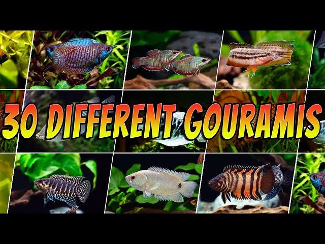 30 Rare & Common Gouramis - Top Aquarium Gourami Types