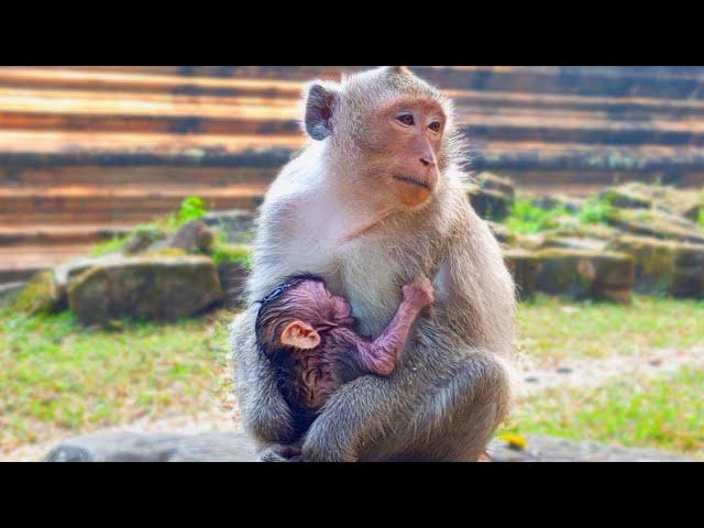 Allen Monkey With Baby Update today in the morning Wildlife KH