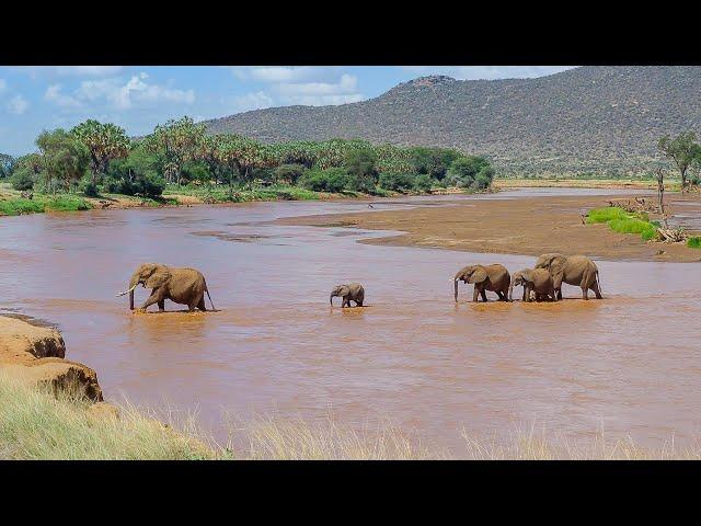 Amazing Wildlife Safari in Samburu and Buffalo Springs National Reserve | Kenya 2020 | 4K-Video