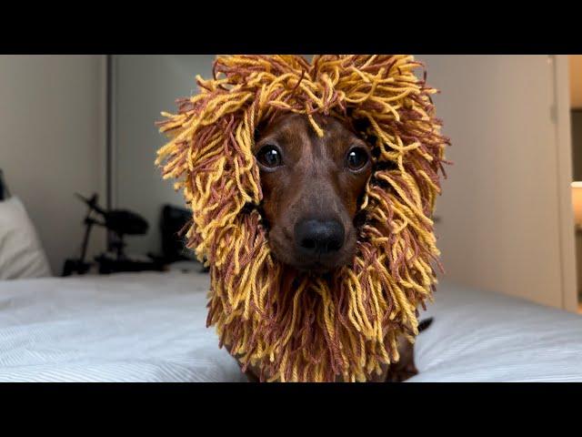 Mini dachshund is king of the jungle for Halloween