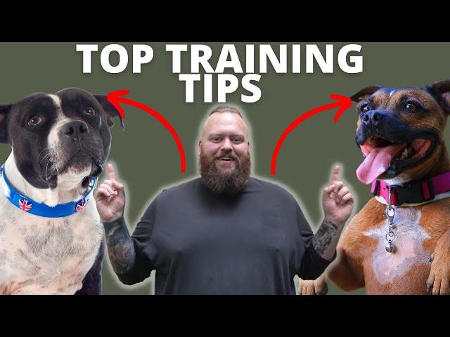 3 TIPS FOR TRAINING YOUR STAFFORDSHIRE BULL TERRIER