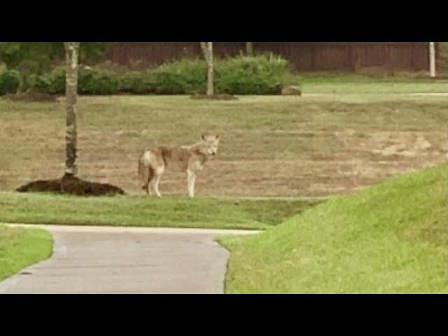 Coyote sightings in Katy, Fulshear neighborhoods