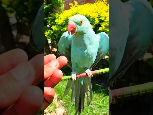 Natural voice #thebluechicken #australianparrot #parrotsound #kiwiparrot #birds