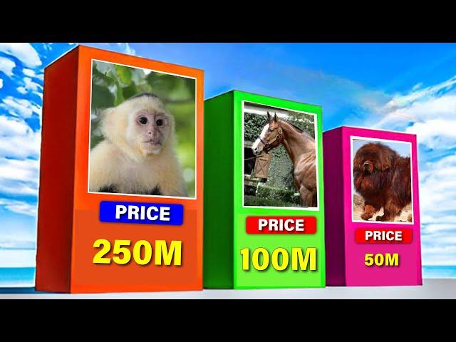 Most Expensive Pets In The World