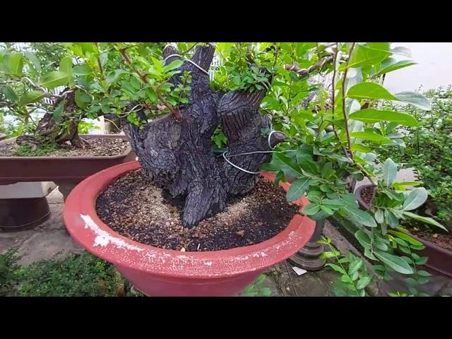 Giới thiệu cùng các bạn vườn bonsai của mình