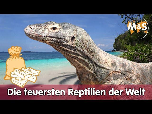  Die teuersten Reptilien der Welt 