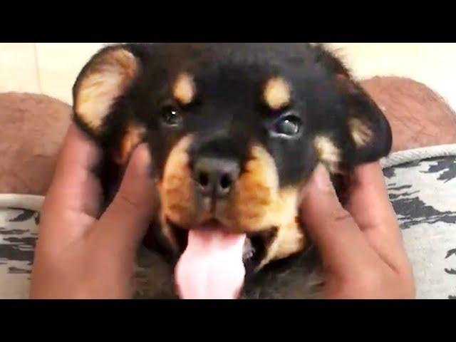 THE BEST CUTE AND FUNNY DOG VIDEOS OF 2023! 