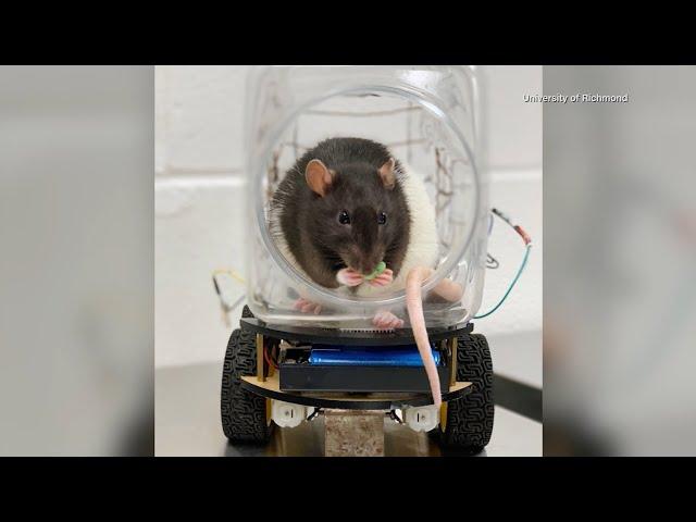 12/18/2024: Can Rats Learn to Drive?