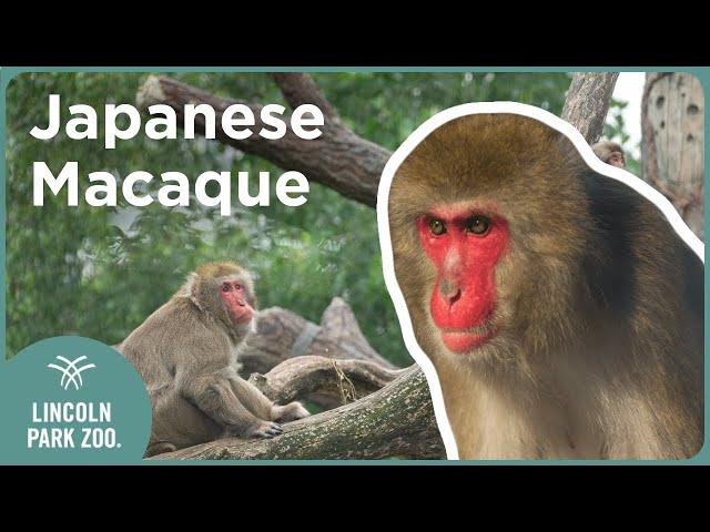 Japanese Macaques: hot spring baths and unique cultures