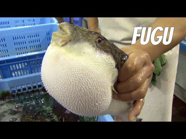 Fugu fish: risky Japanese delicacy. LIVE FUGU. English version