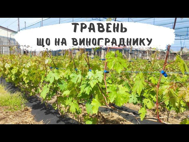 Підживленя , захист від граду, оприскування винограду. Або як відпочивають виноградарі взимку!