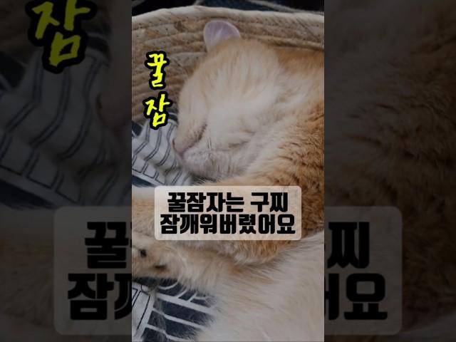 꿀잠자는 구찌 영상찍다가 잠깨워버렸어요 #고양이 #냥이 #아깽이 #길냥이 #길고양이 #브리티쉬숏헤어 #반려묘 #猫 #cat #kittens #straycat