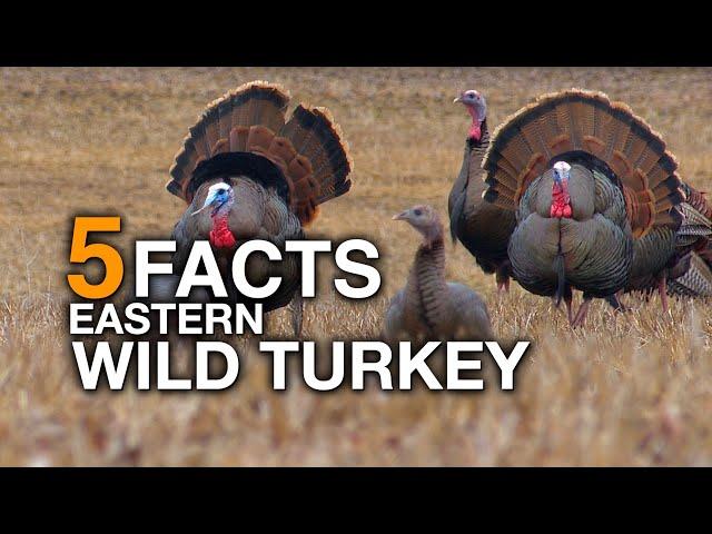 5 FACTS | Wild Turkey (True Facts)