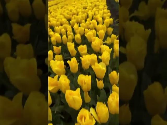 Beautiful Flower Farm The biggest Tulips Farm in New Zealand #shortsviral #flowers #travel