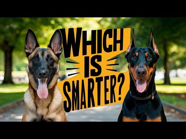 Belgian Malinois vs Doberman - Which Dog Breed is the Best? | German Shepherd | Dog Training