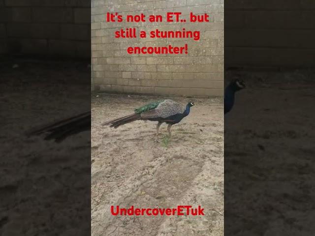 It's Not An ET, But It's Still A Stunning Encounter!