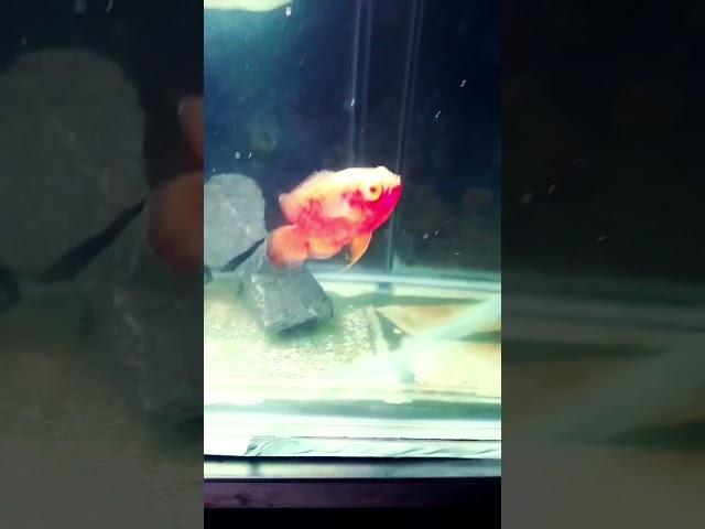 feeding chicken to arowana#shuvam aqua# minivlog