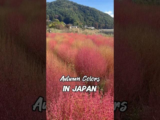 Japan’s stunning Autumn hues, complemented by a glimpse of Mt. Fuji emerging through the clouds.