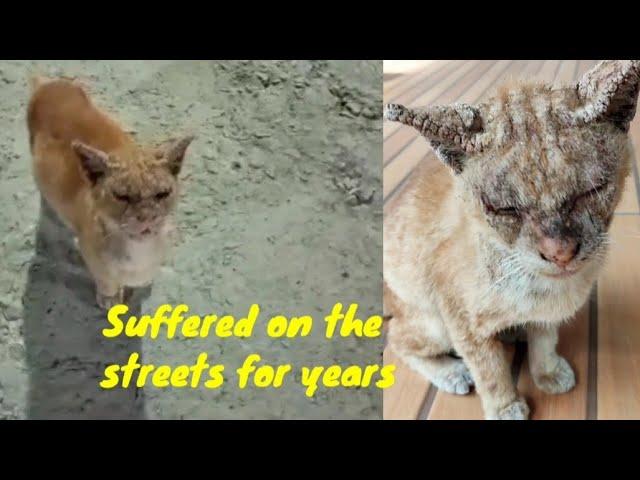 After years of suffering in the streets, he was thrown away like trash.