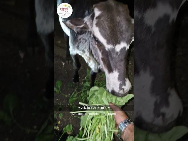 Aapla Foundation's Initiative गोसेवा अभियान Goseva Abhiyaan Food Drive For Gomata #gomata #goseva