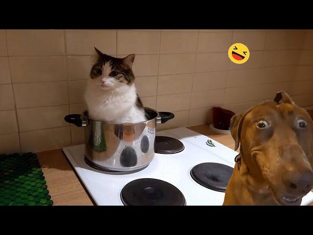 Best Funny Animal Videos 2023 - funny animals impossible try not to laugh