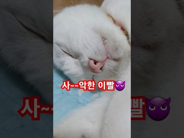 고양이의 매력은 끝이 없다 #고양이 #기안84 #장점 #귀여운고양이