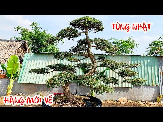 Tùng Nhật Bản Giáng Bay Giá Tốt - Bonsai sài gòn