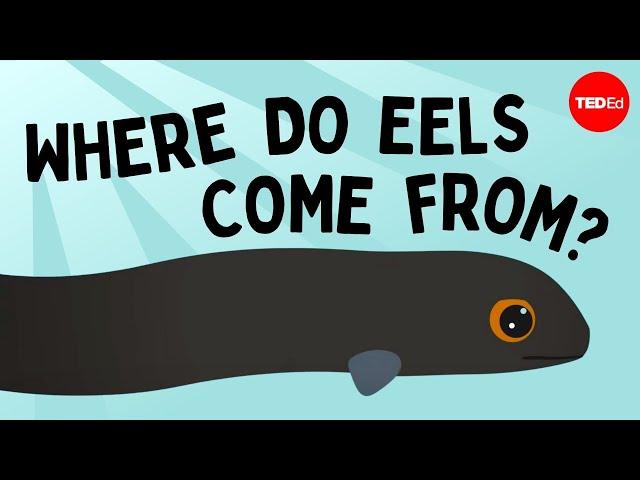 Eli the eel: A mysterious migration - James Prosek