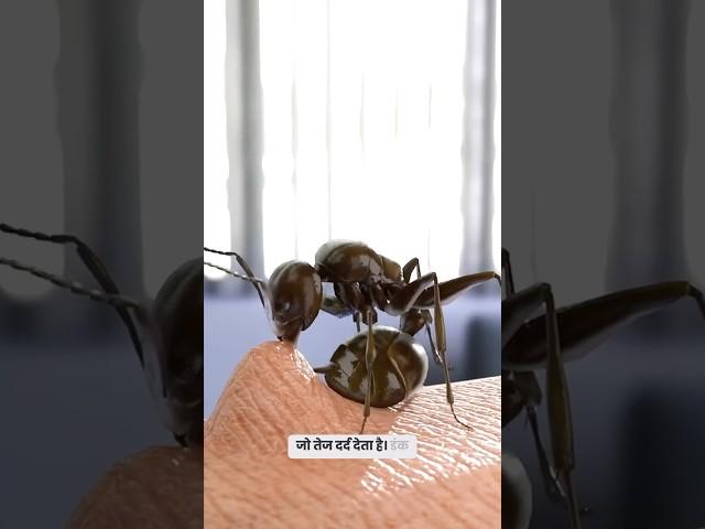 A look at the behavior of ants