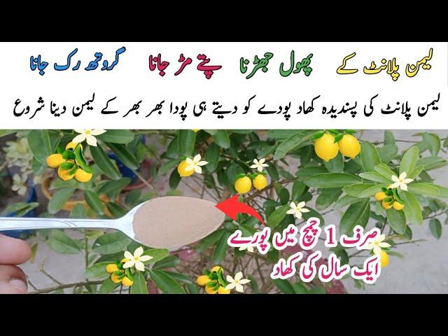 Nibo k pode ki pasandida khad || Best fertilizer for lemon plant || Get more lemon .