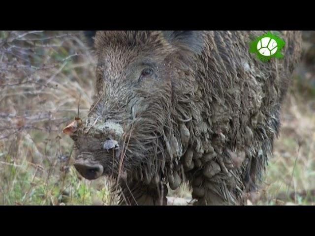 Дикая природа Баварии / Wild Bavaria