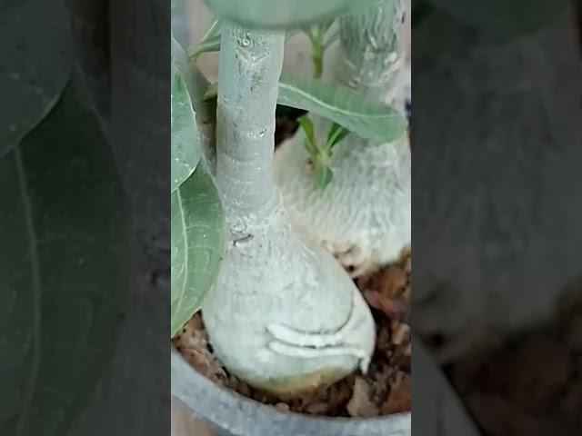 #shorts #trending #viral #ytshorts #adenium #flowers #garden #desert_rose #flower #natureworld1616