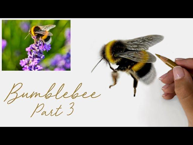 How to Draw a Realistic Bumblebee in Coloured Pencils - Part 3