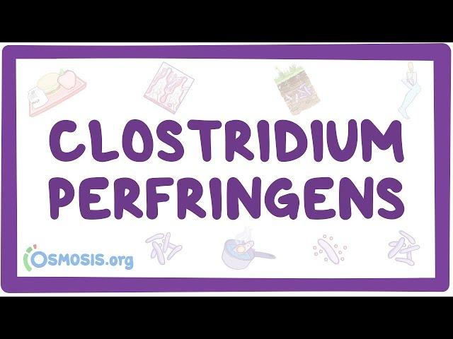 Clostridium perfringens - an Osmosis Preview