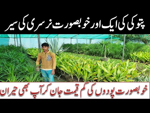 Complete Nursery review with price || Pattoki nursery : largest plants market in Pakistan