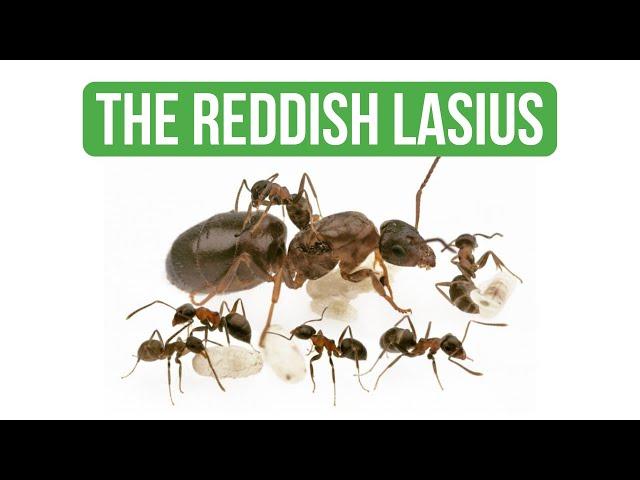 How To Care for Lasius Emarginatus - Care Guide | BRUMA Ants