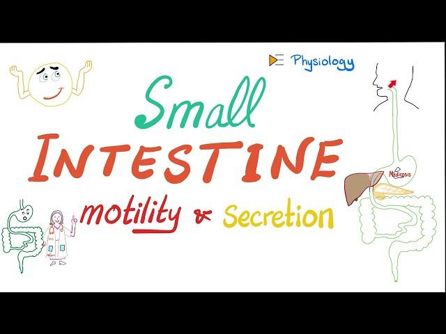 Small Intestine Motility and Secretions - Gastrointestinal (GI) Physiology Series