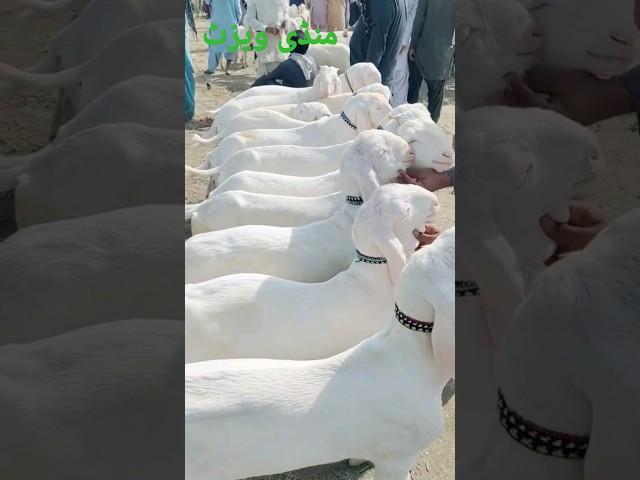 #bakramandi #5literdodhdynewalinsal #youtube #hassangoatfarm #babausmanbacchonwala