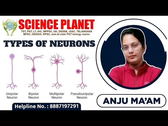 TYPES OF NEURONS I BY ANJU MA'M I SCIENCE PLANET I APOLAR NEURON I UNIPOLAR NEURONS, BIPOLAR NEURONS