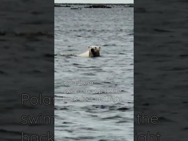 one if two polar bears that swam to the back of the floating tiny home last night. #nature #tinyhome