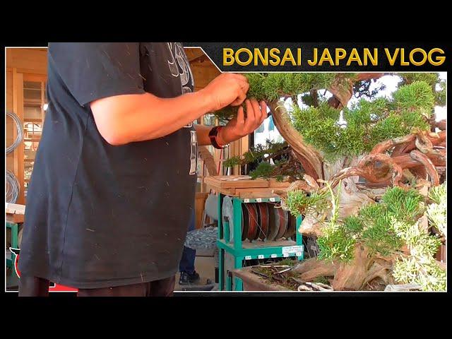 Oykata habla sobre los WC japoneses | Bonsai Japón Vlog #25