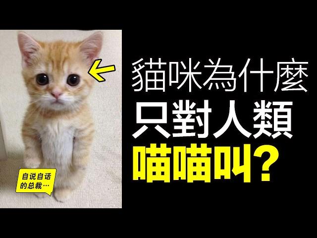 貓咪：正在拿捏人類？為什麼只對人類喵喵叫？呼嚕聲竟有治愈之力？爲何會有十橘九胖之謎？層層撥解，我們發現了貓咪的真相……|自說自話的總裁