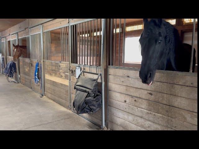 Friesian won’t go, clawed by cat, fun failure!  #friesian #horse #cat #friesianhorse #cats #stable