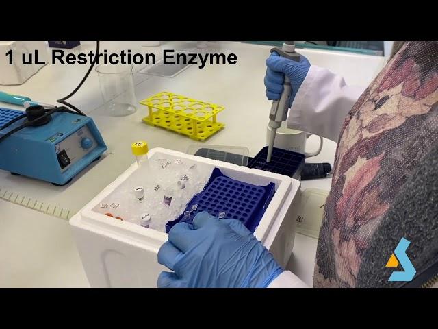 03 - PCR, Restriction Digestion, Agarose Gel Electrophoresis