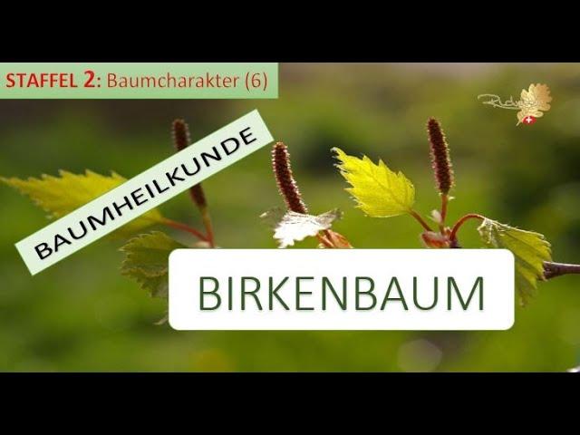 Der BIRKENBAUM in der Baumheilkunde - Das Paradoxon der menschlichen Größe