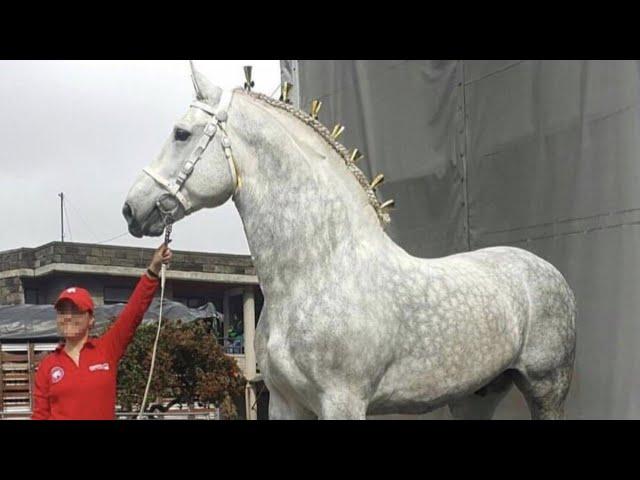 Percheron Horses | Power Grace Utility